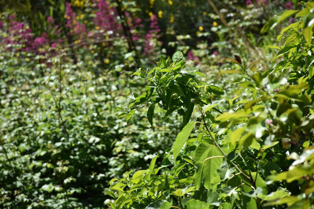 B&B Nel Verde Montesano sulla Marcellana Εξωτερικό φωτογραφία